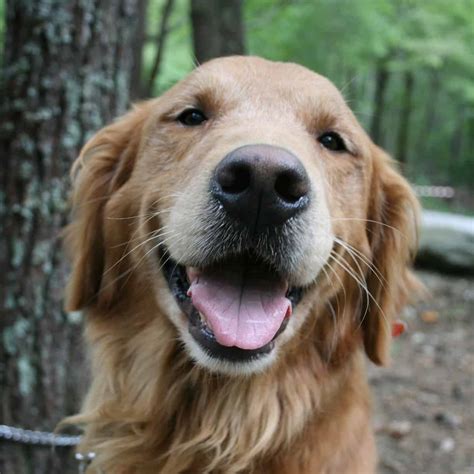 Golden Retriever Rescues In Virginia (Adopt A .